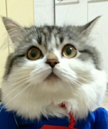 スコ | その他