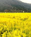菜の花畑✿の「その他(福袋/福箱)」