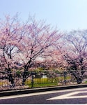 🌸の「その他(福袋/福箱)」