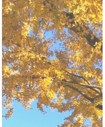 STUDIOUS | Tシャツ/カットソー