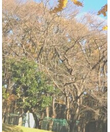 Calvin Klein PLATINUM | アナログ腕時計