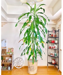🌲我が家のシンボル😢 | その他