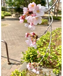 🌸桜🌸 | (その他)