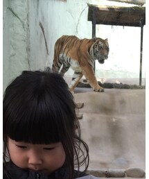 アムールトラ | その他