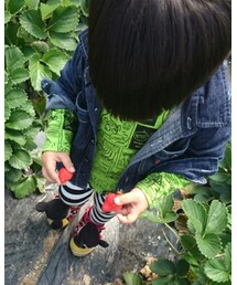 🍓イチゴ狩り🍓 | その他