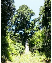 🌲 | 真ん中の木が樹齢400年以上の太郎杉🌲迫力満点❣️(その他)