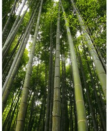 竹林🎋 | その他