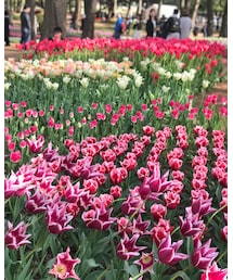 チューリップ | その他