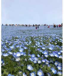 ネモフィラ | その他