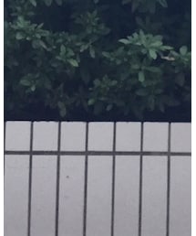 Moname | デニムパンツ