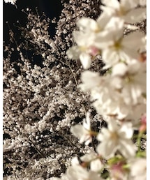 🌸キレイ！🌸 | その他