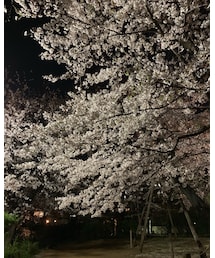 🌸360°満開！🌸 | その他