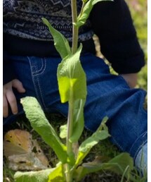 西松屋 | デニムパンツ