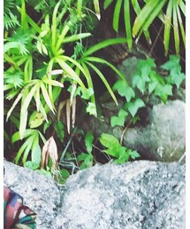 X-girl Stages | デニムパンツ