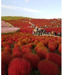 ひたち海浜公園🌺 | その他