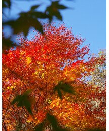 花貫渓谷① | その他