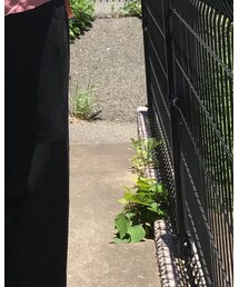 used | その他パンツ