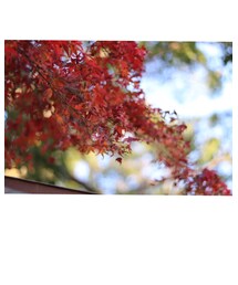 🍁 | その他