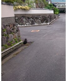 黒猫いち | 福袋/福箱