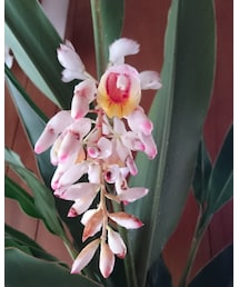 庭にあるげっとうの花台風で初家🏠何年に一回しか咲かないからな | 福袋/福箱