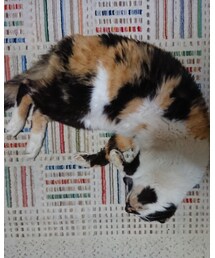 サンちゃん😃 | 福袋/福箱