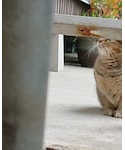 見切り🐈の「雑貨/ホビー(フィギュア)」
