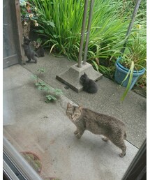 🐈 | 福袋/福箱