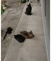 🐈 | 福袋/福箱