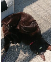 🐈 | 福袋/福箱