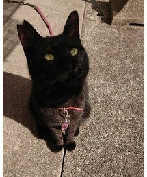 黒猫 | 福袋/福箱