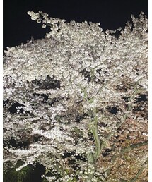 夜桜🌸🌃 | その他