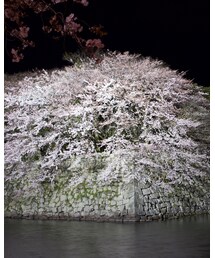 彦根城 | その他