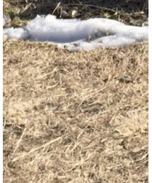 RALPH LAUREN | その他パンツ