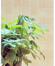 ZARA | ジャケット/アウター