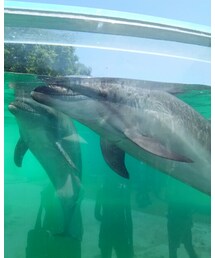 新屋島水族館行ったよ🎵 | その他