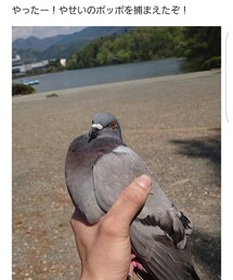 ポケモンGo怖い… | おもちゃ