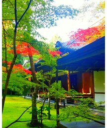 紅葉①🍁 | ポスター/アート