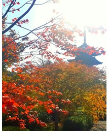 紅葉②🍁🍁 | カメラ/カメラグッズ