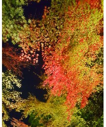 紅葉③🍁🍁🍁 | ステッカー/テープ