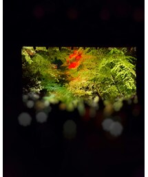 紅葉④🍁🍁🍁🍁 | カメラ/カメラグッズ