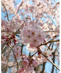 桜🌸 | カメラ/カメラグッズ