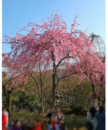 枝垂れ桜🌸 | カメラ/カメラグッズ