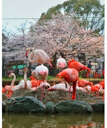 桜とフラミンゴ🌸 | カメラ/カメラグッズ