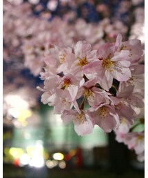 夜桜🌸 | カメラ/カメラグッズ