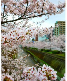 桜 今年はこれで終わりかな？ | カメラ/カメラグッズ