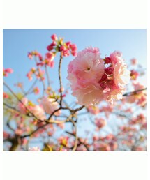 造幣局🌸 | カメラ/カメラグッズ