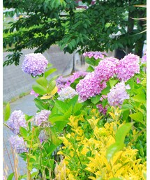 紫陽花🐸☔ | カメラ/カメラグッズ