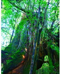 屋久島③ | カメラ/カメラグッズ