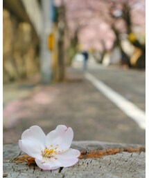 今年のさくら🌸 | カメラ/カメラグッズ