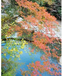 川と紅葉🍁 | その他